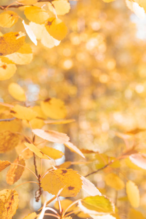 Organic patterns of plant life, raw ecological textures of Finnish nature in fall - a rich autumn palette of earthy tones. The beauty of the Nordic forest wilderness as a serene seasonal backgroundの写真素材