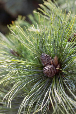 Organic patterns of plant life, raw ecological textures of Finnish nature in fall - a rich autumn...