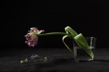 A lonely wilted parrot tulip flower on the black background. Symbol of death, mourning, and the memory of a beloved who has passed, sense of loss and transienceの写真素材
