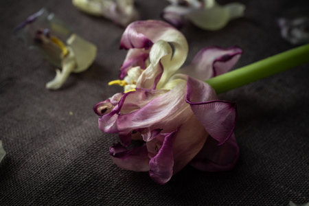 A lonely wilted parrot tulip flower on the dark background. Symbol of death, mourning, and the memory of a beloved who has passed, sense of loss and transienceの写真素材