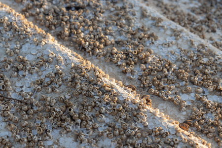 The bottom of boat covered with Acorn barnacles (Semibalanus balanoides), ready to be scraped,...