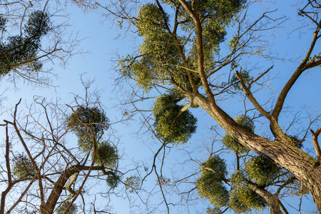 Clusters of European mistletoe (Viscum album) growing high in the branches of leafless trees. The parasitic plant with green leaves and white berriesの写真素材