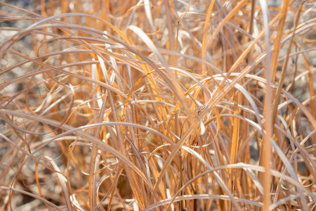 Organic patterns of plant life, raw ecological textures of Finnish nature in fall - a rich autumn palette of earthy tones. The beauty of the Nordic forest wilderness as a serene seasonal backgroundの写真素材
