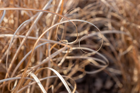 Organic patterns of plant life, raw ecological textures of Finnish nature in fall - a rich autumn palette of earthy tones. The beauty of the Nordic forest wilderness as a serene seasonal backgroundの写真素材