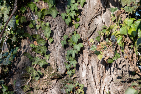Close-up of ivy climbing across tree bark. Organic patterns of plant life, raw ecological textures, serene seasonal backgroundの写真素材