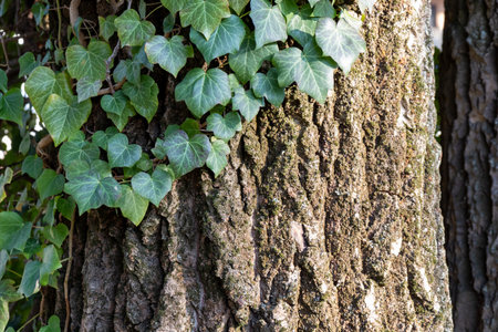 Close-up of ivy climbing across tree bark. Organic patterns of plant life, raw ecological textures, serene seasonal backgroundの写真素材