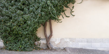 Climbing vines of ivy on old residential house in historical building in Krakow, Poland. A natural, textured surface, an organic pattern of architectureの写真素材