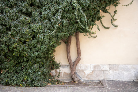Climbing vines of ivy on old residential house in historical building in Krakow, Poland. A natural, textured surface, an organic pattern of architectureの写真素材