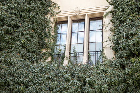Climbing vines of ivy around window on old residential house in historical building in Krakow,...