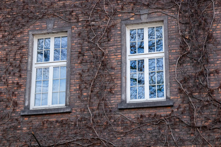 Climbing vines of ivy on old residential house in historical building in Krakow, Poland. A natural, textured surface, an organic pattern of architectureの写真素材