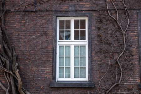 Climbing vines of ivy on old residential house in historical building in Krakow, Poland. A natural, textured surface, an organic pattern of architectureの写真素材