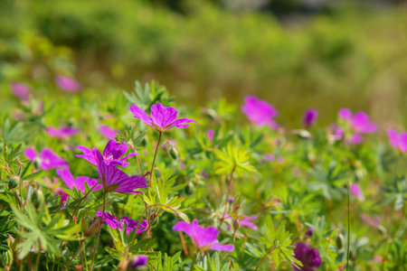 Pink blooming flowers with vibrant flowers and green leaves, Perfect for gardens and natural insect...