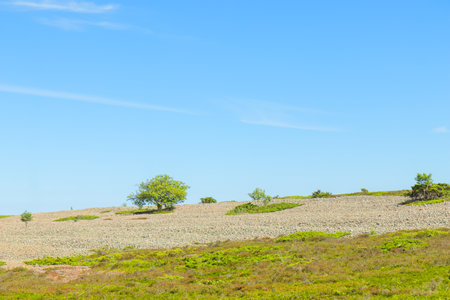 A solitary tree rises from a Jurmo island in the Finnish archipelago, bathed in summer sunlight. This peaceful scene symbolizes eco-conscious travel and the importance of protecting island ecosystemsの写真素材