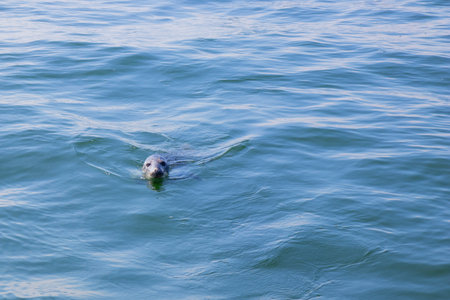 Seal swimming in the Baltic Sea near Finland. Wild marine animal in natural habitat, symbol of Arctic wildlife, ecology, biodiversity and fragile marine ecosystem of northern Europeの写真素材