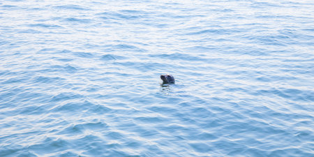Seal swimming in the Baltic Sea near Finland. Wild marine animal in natural habitat, symbol of Arctic wildlife, ecology, biodiversity and fragile marine ecosystem of northern Europeの写真素材