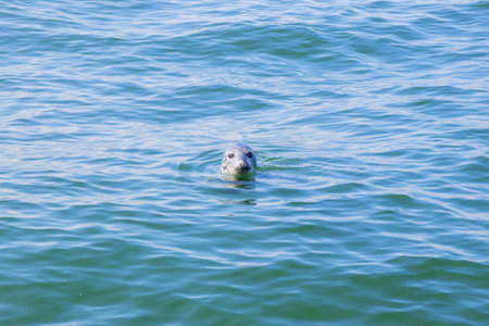 Seal swimming in the Baltic Sea near Finland. Wild marine animal in natural habitat, symbol of Arctic wildlife, ecology, biodiversity and fragile marine ecosystem of northern Europeの写真素材