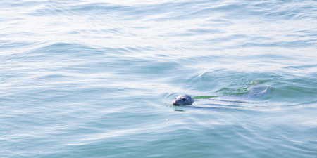 Seal swimming in the Baltic Sea near Finland. Wild marine animal in natural habitat, symbol of Arctic wildlife, ecology, biodiversity and fragile marine ecosystem of northern Europeの写真素材