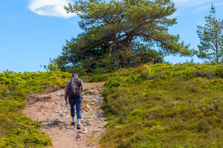 Young man hiking in Finnish nature reserve. Emphasizes eco-tourism, sustainable outdoor activity, and connection with pristine northern wildernessの写真素材