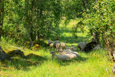 Sheep grazing and resting in the shade of trees on a hot summer day in a Finnish village. Rural countryside scene promoting eco-tourism, agritourism, and sustainable farmingの写真素材