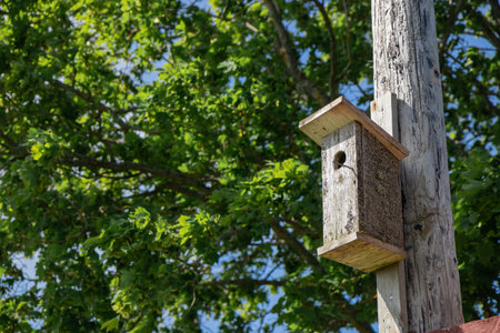 Birdhouse on a tree in a forest or garden. Supports wildlife, nesting birds, and ecological balance,...
