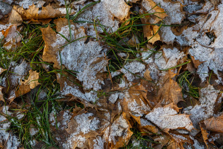 Early winter scene with grass covered in the first frost. Signs of freezing temperatures and seasonal change at the beginning of winterの写真素材