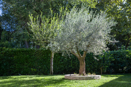A solitary mature olive tree with a gnarled trunk and a dense silvery-green crown standing in a sunny garden with a green lawn and hedges, evoking a Mediterranean landscapeの写真素材