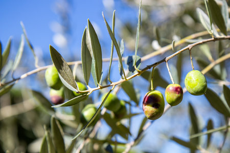 Close-up of fresh, raw green olives growing on a branch of an olive tree, natural sunlight with a soft bokeh background. This image captures the essence of healthy, organic, and natural foodの写真素材