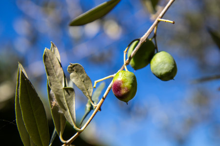 Close-up of fresh, raw green olives growing on a branch of an olive tree, natural sunlight with a soft bokeh background. This image captures the essence of healthy, organic, and natural foodの写真素材