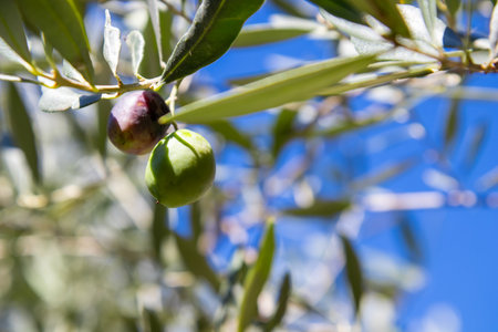Close-up of fresh, raw green olives growing on a branch of an olive tree, natural sunlight with a soft bokeh background. This image captures the essence of healthy, organic, and natural foodの写真素材