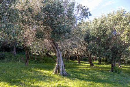 A solitary mature olive tree with a gnarled trunk and a dense silvery-green crown standing in a sunny garden with a green lawn and hedges, evoking a Mediterranean landscapeの写真素材