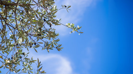 Looking upward through the branches of a healthy olive tree filled with ripe black olives against a clear blue sky, showing natural color transitions and abundant harvest potentialの写真素材
