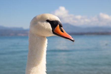 Close-up portrait of a white swan with its head slightly turned away, showing its elegant profile against the soft blue water of a lake.の写真素材
