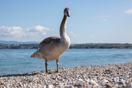 A young swan with soft gray plumage stands on the pebbled shore of Lake Garda, Italy, looking directly into the camera.の写真素材