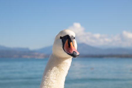 Close-up portrait of a white swan looking directly into the camera, with its head and beak in sharp...