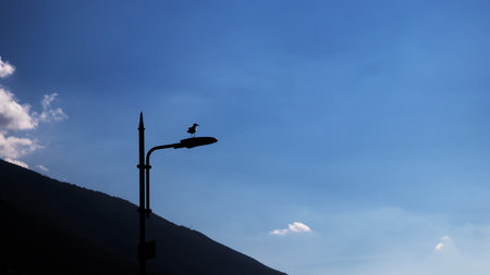 Bird silhouetted against a bright blue sky, perched on a modern street light, showcasing urban wildlife, minimalistic composition, and outdoor nature sceneの写真素材