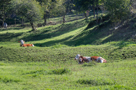 Cows resting in a green hilly pasture, showcasing rural scenery, nature, and livestock farmingの写真素材