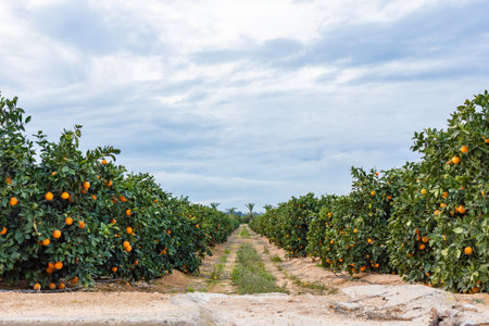 A sunlit orange grove in Spain with numerous ripe oranges on the trees, commercial citrus production, eco-friendly fruit farming in sunny, mild Mediterranean winter climateの写真素材