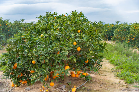 A sunlit orange grove in Spain with numerous ripe oranges on the trees, commercial citrus...