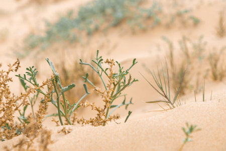 Protected dunes at El Moncayo Beach in Guardamar del Segura, Spain, fine sand. Wooden walkways and rope fencing guide visitors, prevent erosion, and protect fragile coastal ecosystemsの写真素材