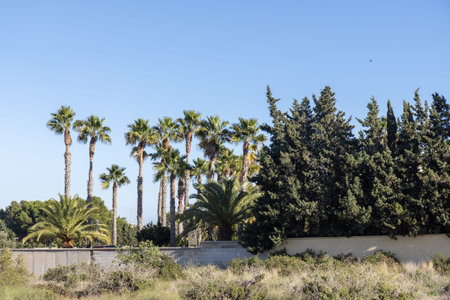 A vibrant Mediterranean garden scene featuring a mix of tall fan palms (Washingtonia) and dense cypress trees behind a white wall on a sunny dayの写真素材