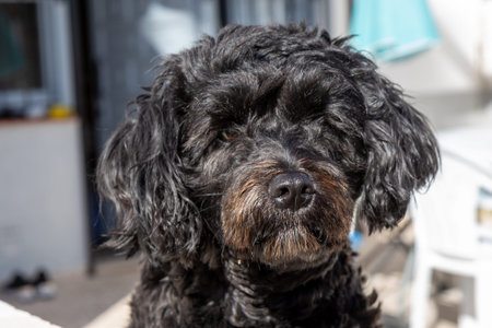 A scruffy black dog with curly fur sits peacefully, its gaze fixed on the camera, capturing a...
