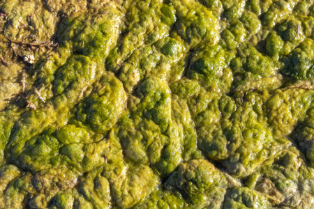 A close-up view of vibrant green algae covering the surface of clear water, showing natural aquatic...