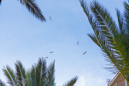 A serene sky with palm fronds framing birds in flight, capturing a tranquil tropical scene.