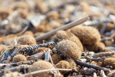 Egagropili, aka Neptune balls - fibrous balls of Posidonia grass on the shoreline of Alicante,...