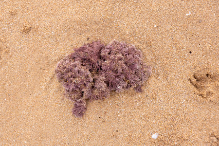 A close-up of a cluster of dark seaweed resting on the sandy beach, with the sea in the background,...