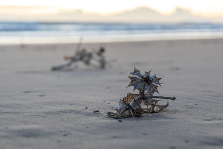 A desolate, weathered plant rests on the sandy shore of the Mediterranean Sea in Spain, evoking...