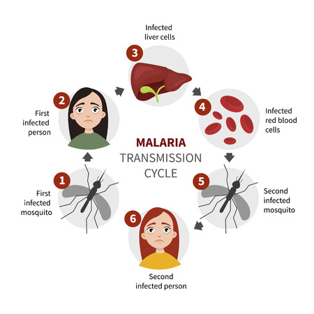 Infographics cycle of development of malarial plasmodium.
のイラスト素材