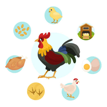 Vector illustration of farm animals. Cute cartoon cock. Set of icons. Benefits of farm animalsのイラスト素材