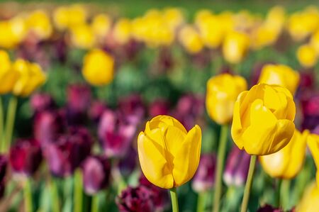 Blooming tulip field, flower with green leaf in sunlight with blurrred colorful tulips as background. Postcard beauty decoration and agriculture concept design. Selective focus, tulip close up, toningの写真素材