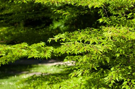 Nature view of green leaf on greenery background in park using as background natural green plants landscape, fresh wallpaper concept, ecologyの写真素材
